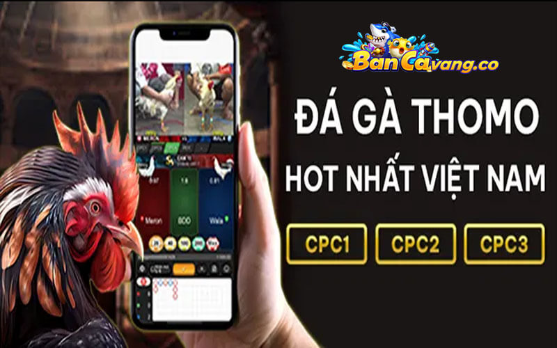 2 loại kèo đá gà Thomo hot nhất tại trường gà Bancavang