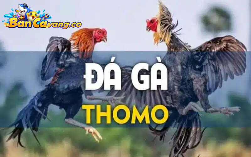 Đá Gà Thomo