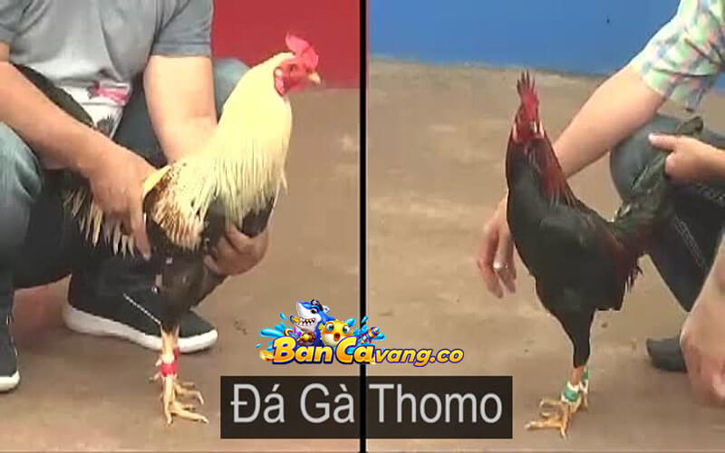 Tại sao nên chọn Bancavang để đặt cược đá gà thomo?